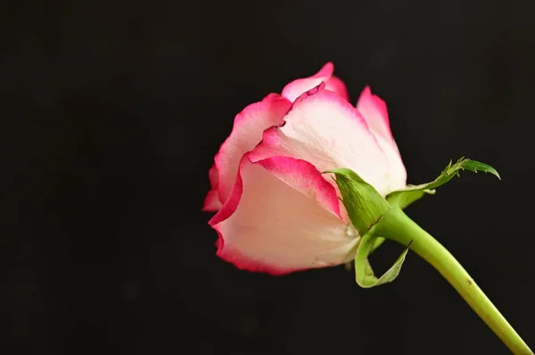 Bela Rosa Flor Close — Fotografia de Stock