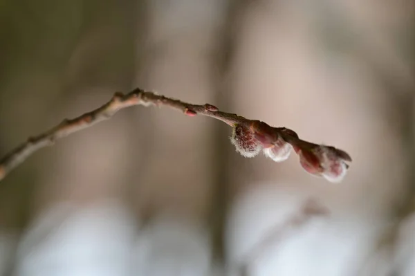 Jarní Vrbové Nadýchané Pupeny Flóra Listoví Koncepce — Stock fotografie