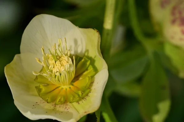 Mooie Bloem Groeien Tuin Het Voorjaar — Stockfoto