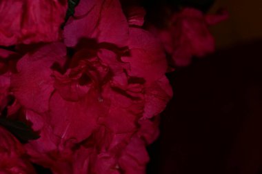 güzel pembe çiçekler görünümünü kapat 