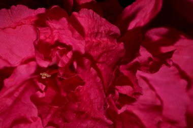 güzel pembe çiçekler görünümünü kapat 