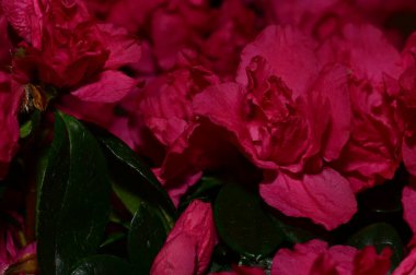 güzel pembe çiçekler görünümünü kapat 