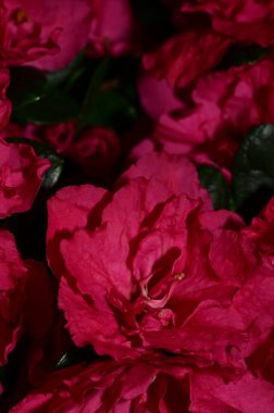 güzel pembe çiçekler görünümünü kapat 