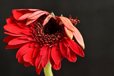 kırmızı gerbera çiçeği, bahar arkaplanı.