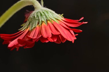 kırmızı gerbera çiçeği, bahar arkaplanı.