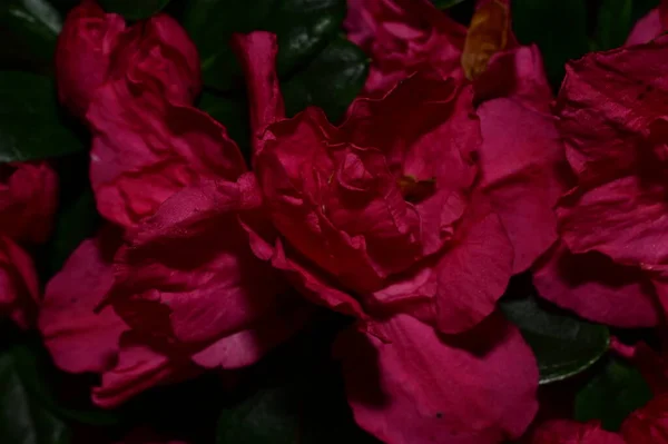 Vista Perto Belas Flores Cor Rosa — Fotografia de Stock