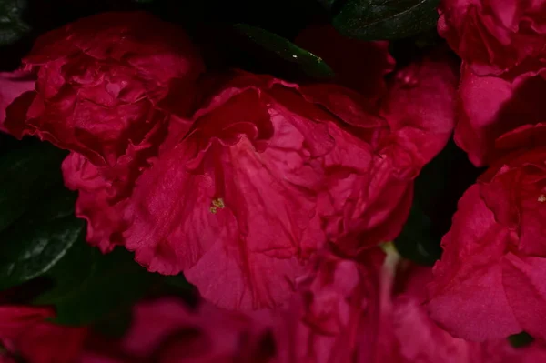 Zblízka Pohled Krásné Růžové Květy — Stock fotografie