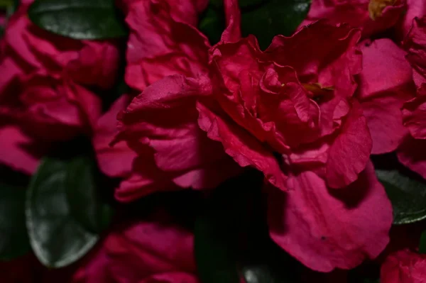Vista Perto Belas Flores Cor Rosa — Fotografia de Stock