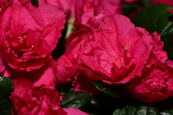 Вид Красивые Розовые Цветы — стоковое фото