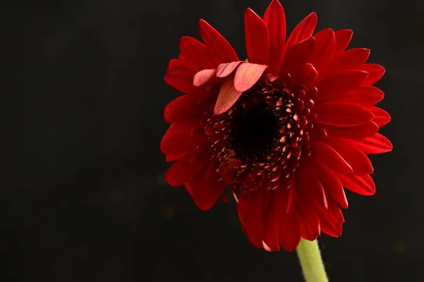 Rød Gerbera Blomst Foråret Baggrund - Stock-foto