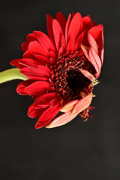 Червона Квітка Гербери Весняний Фон — стокове фото