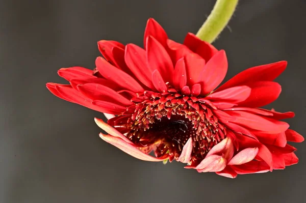 Kırmızı Gerbera Çiçeği Bahar Arkaplanı — Stok fotoğraf