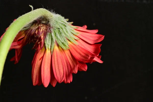 Κόκκινο Λουλούδι Gerbera Φόντο Άνοιξη — Φωτογραφία Αρχείου