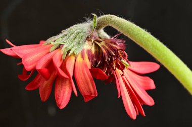 kırmızı gerbera çiçeği, bahar arkaplanı.