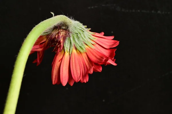 stock image red gerbera  flower, spring background.