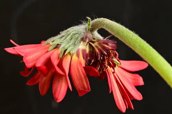 Vörös Gerbera Virág Tavaszi Háttér — Stock Fotó