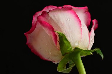 Güzel gül, çiçek, kapat