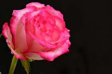 Güzel gül, çiçek, kapat