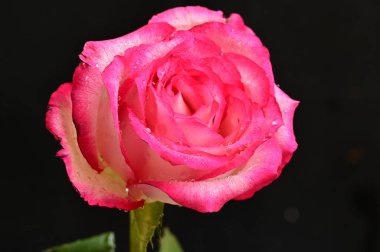 Güzel gül, çiçek, kapat