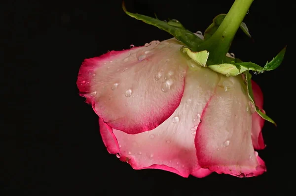 Красивая Роза Цветок Крупный План — стоковое фото