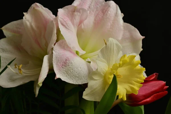 美丽的花卉构图与花朵 — 图库照片
