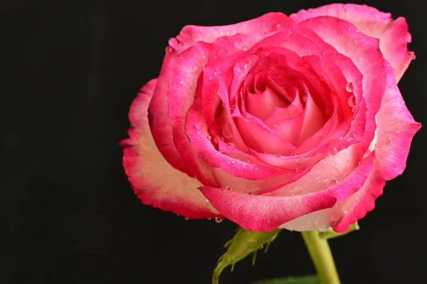 Piękna Róża Kwiat Zbliżenie — Zdjęcie stockowe