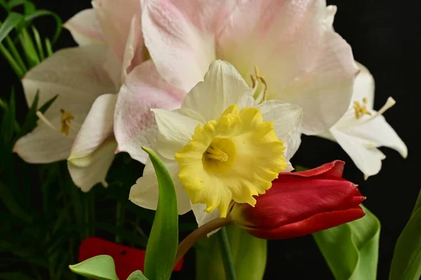 Composição Floral Bonita Com Flores — Fotografia de Stock