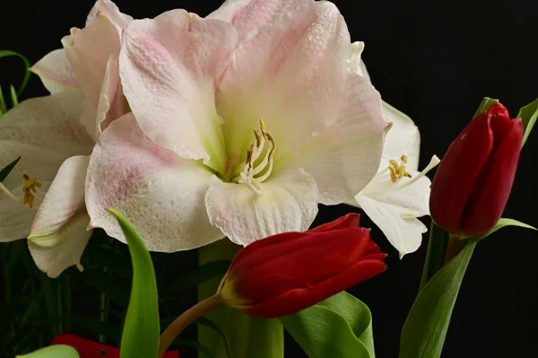 Composição Floral Bonita Com Flores — Fotografia de Stock