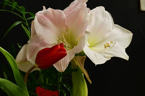 Vacker Blomsterkomposition Med Blommor — Stockfoto