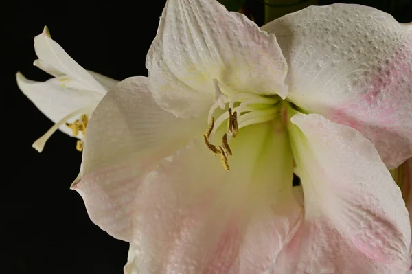 Piękna Kompozycja Kwiatowa Kwiatami — Zdjęcie stockowe