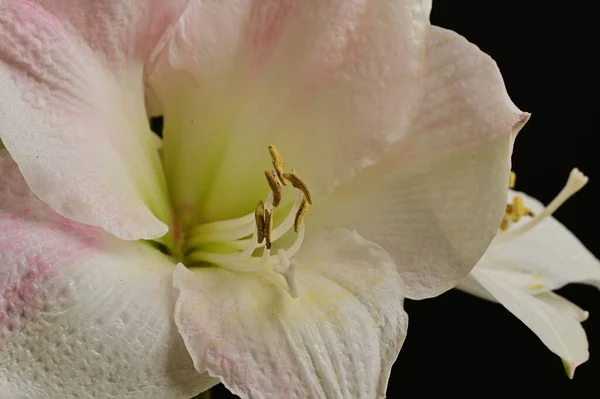 Piękna Kompozycja Kwiatowa Kwiatami — Zdjęcie stockowe