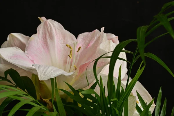 Gyönyörű Virágok Virágkompozíció Háttér — Stock Fotó