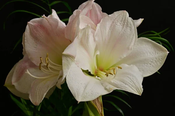 Gyönyörű Virágkompozíció Virágokkal — Stock Fotó