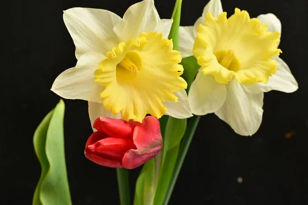 Hermosos Narcisos Tulipanes Fondo Primavera —  Fotos de Stock