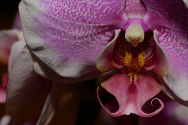 Çiçek kompozisyonu. Orkide çiçeklerinin güzel çiçekleri