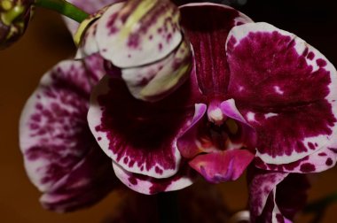 Çiçek kompozisyonu. Orkide çiçeklerinin güzel çiçekleri