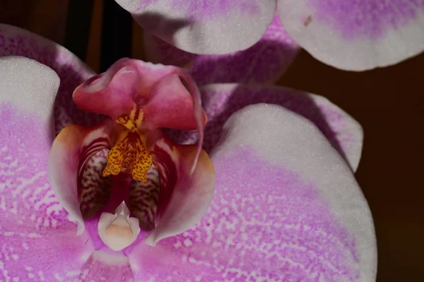 Çiçek Kompozisyonu Orkide Çiçeklerinin Güzel Çiçekleri — Stok fotoğraf