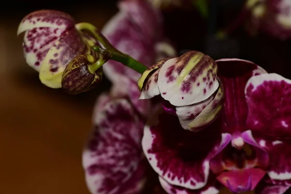 Květinové Složení Krásné Květy Orchideje Rostliny — Stock fotografie
