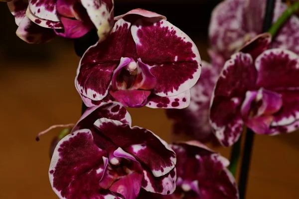 Florale Komposition Schöne Blüten Der Orchideenpflanze — Stockfoto