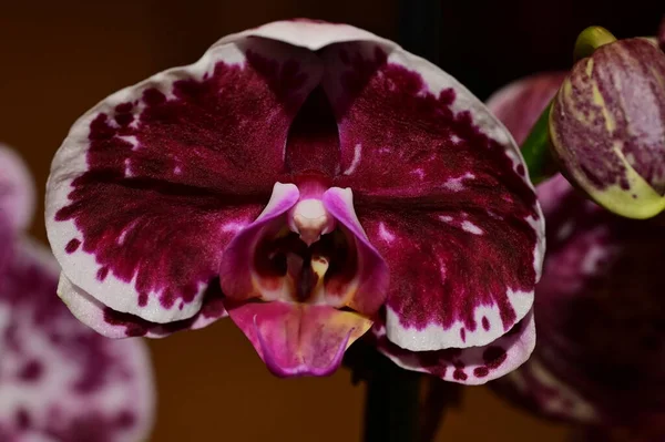 Blommig Sammansättning Vackra Blommor Orkidé Växt — Stockfoto