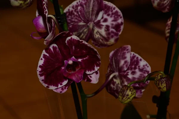 Composizione Floreale Bellissimi Fiori Orchidea — Foto Stock