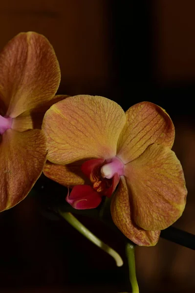 Цветочный Состав Красивые Цветы Орхидеи — стоковое фото