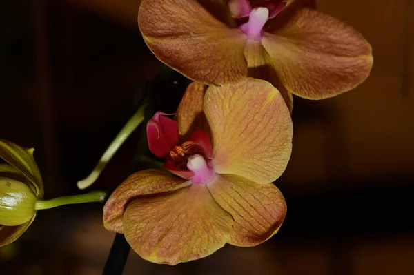 Composição Floral Belas Flores Planta Orquídea — Fotografia de Stock