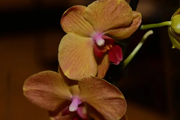 Virágkompozíció Gyönyörű Virágok Orchidea Növény — Stock Fotó