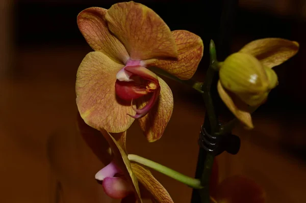 Kompozycja Kwiatowa Piękne Kwiaty Orchidei — Zdjęcie stockowe
