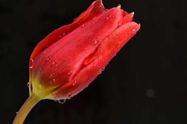 güzel lale çiçek, yakın