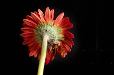 kırmızı gerbera çiçeği, bahar arkaplanı.