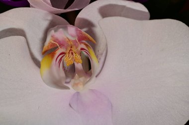 Güzel orkide çiçeğine yaklaş.