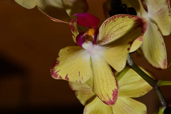 Kompozycja Kwiatowa Piękne Kwiaty Orchidei — Zdjęcie stockowe
