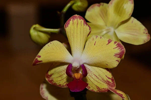 Bloemsamenstelling Mooie Bloemen Van Orchidee Plant — Stockfoto